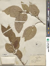 Stewartia ovata image