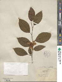 Stewartia ovata image