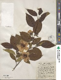 Stewartia ovata image