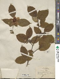 Stewartia ovata image