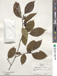 Stewartia ovata image