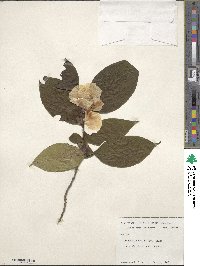 Stewartia ovata image