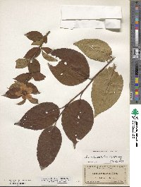 Stewartia ovata image