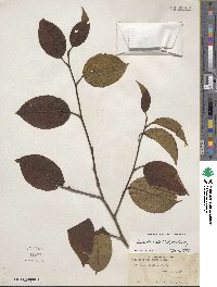 Stewartia ovata image