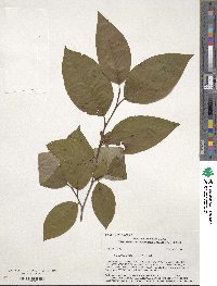 Stewartia ovata image