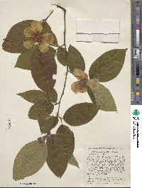 Stewartia ovata image