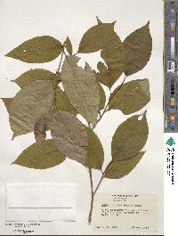 Stewartia ovata image