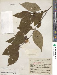 Stewartia ovata image