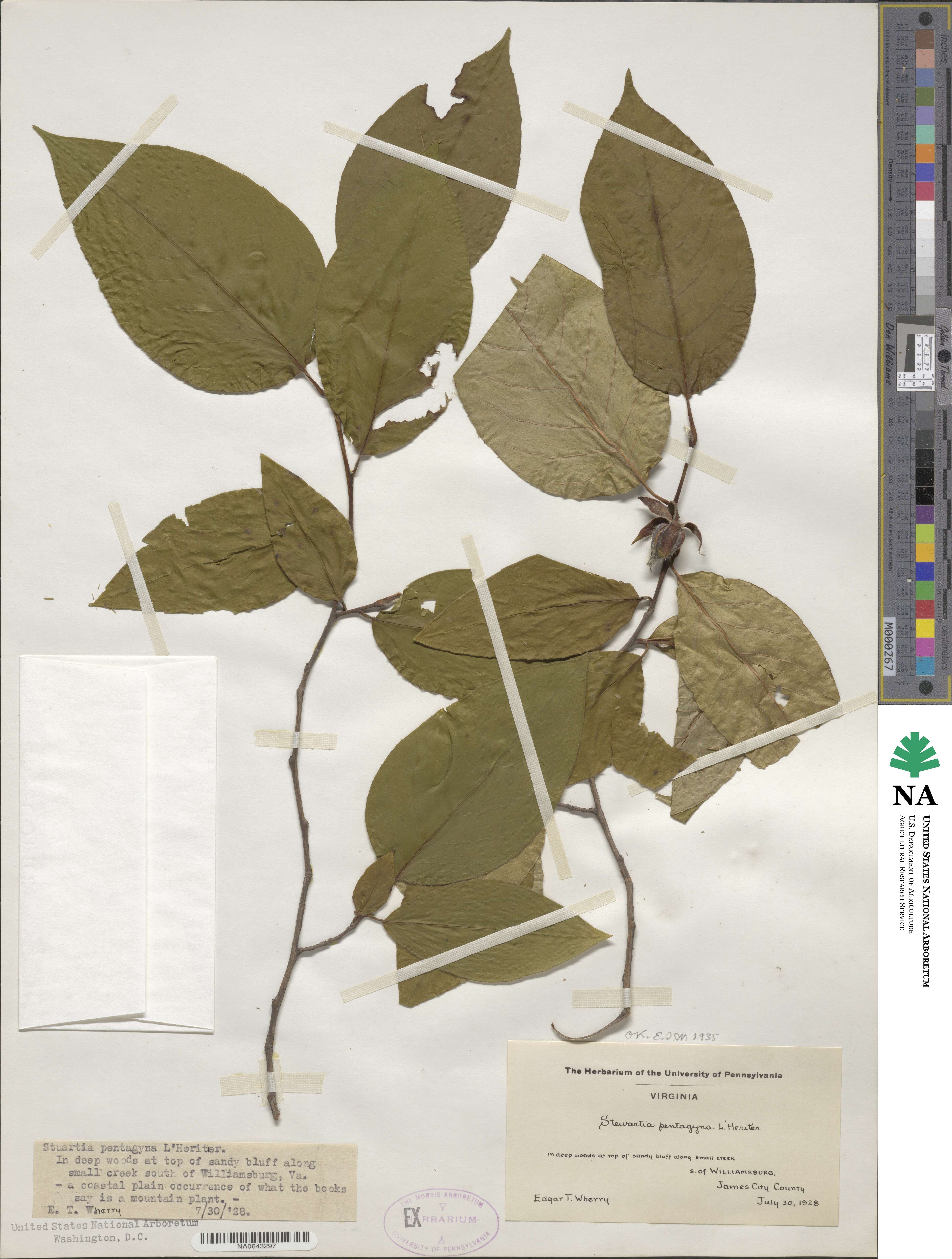 Stewartia ovata image