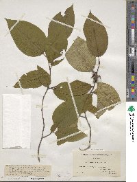 Stewartia ovata image