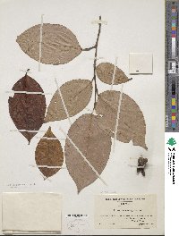 Stewartia ovata image