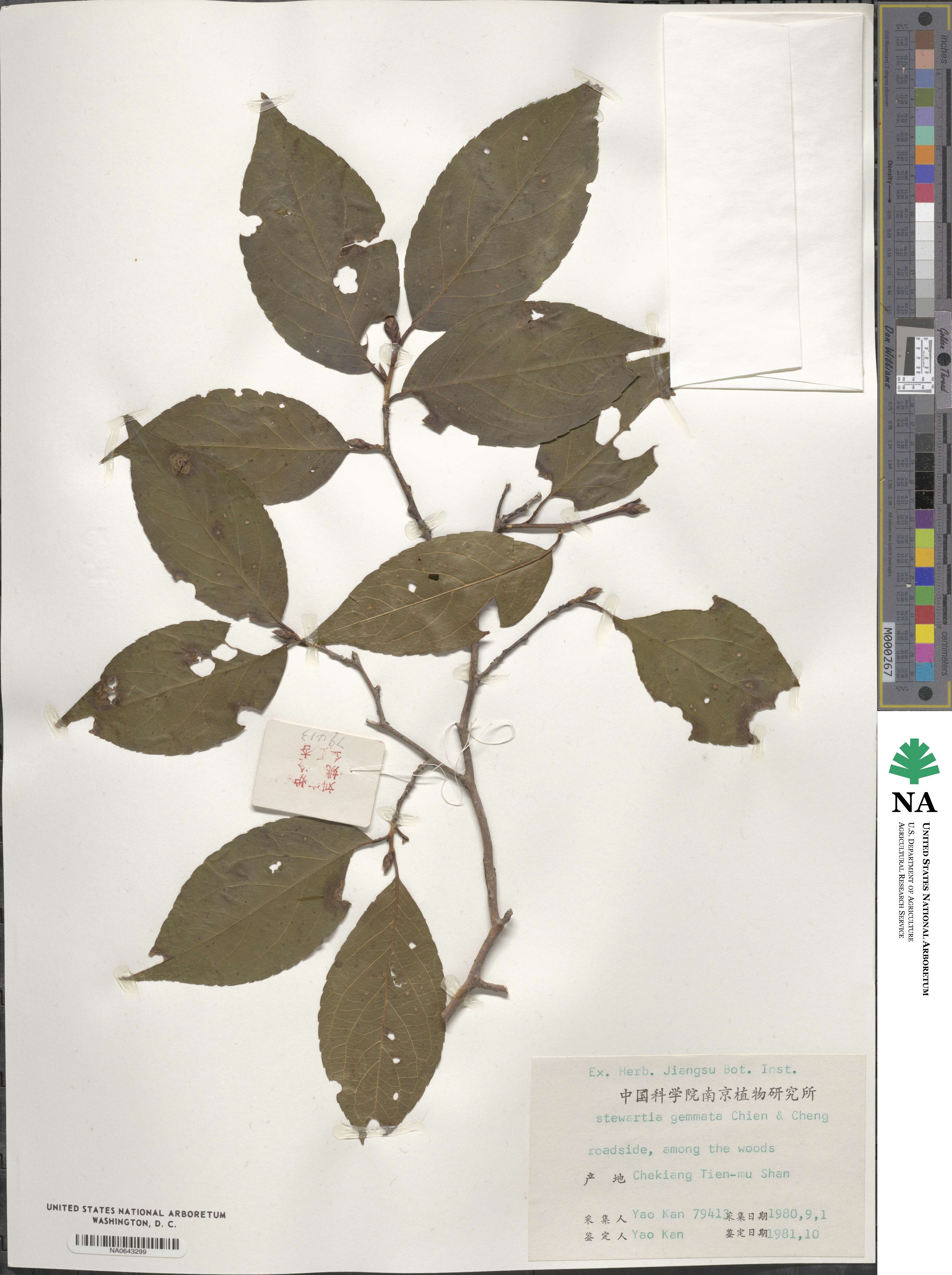 Stewartia sinensis image