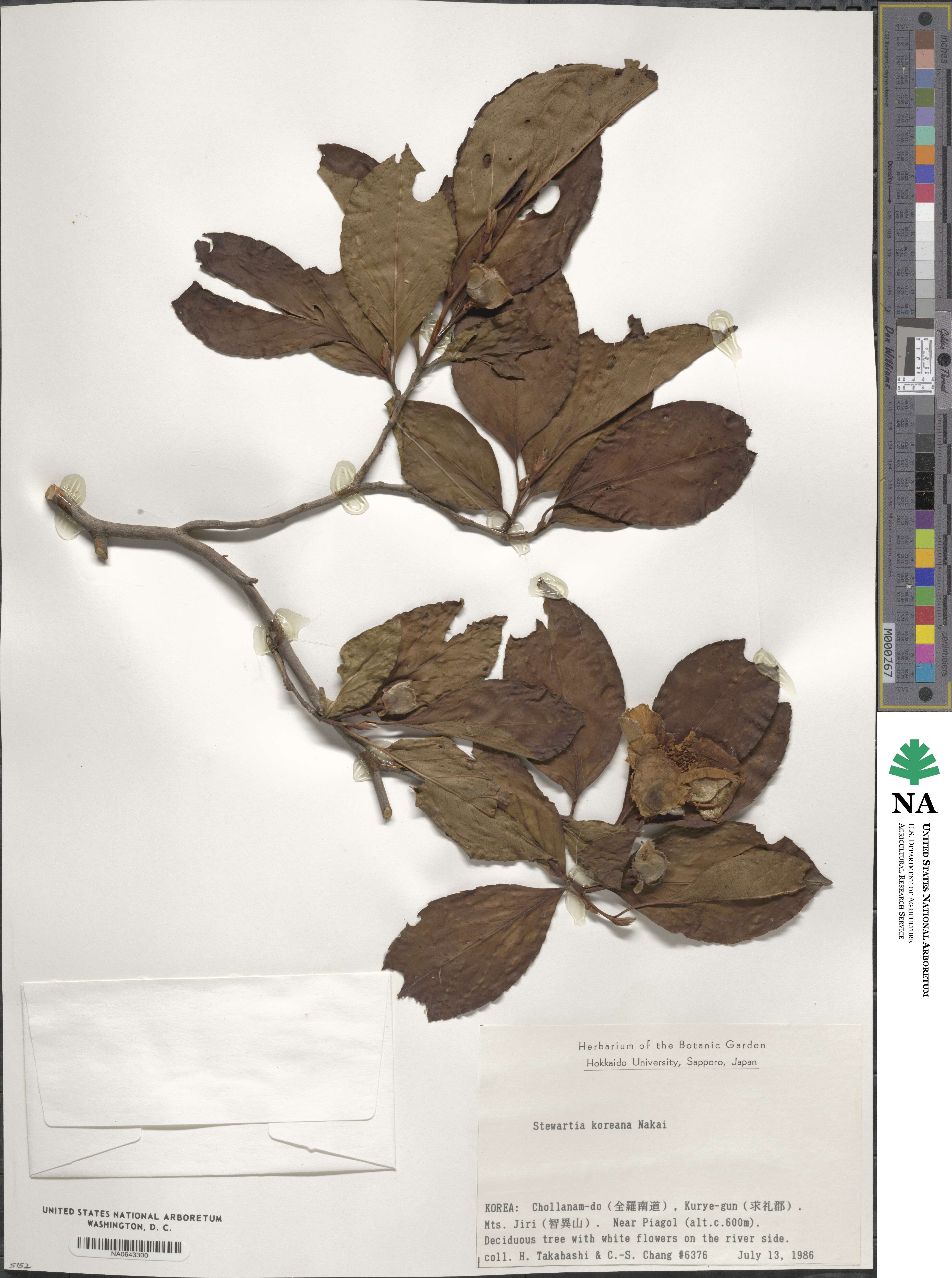 Stewartia pseudocamellia image