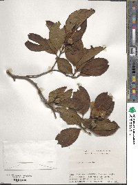 Stewartia pseudocamellia image