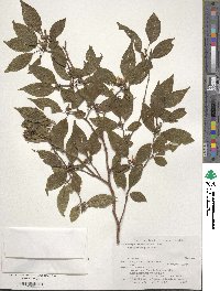 Stewartia monadelpha image