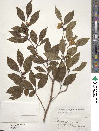 Stewartia monadelpha image