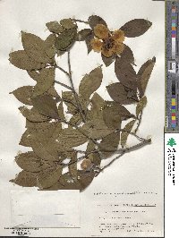 Stewartia pseudocamellia image