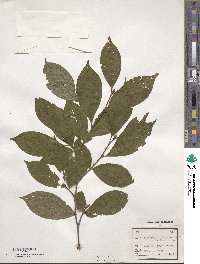 Stewartia pseudocamellia image