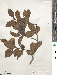 Stewartia pseudocamellia image