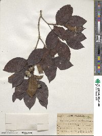 Stewartia pseudocamellia image