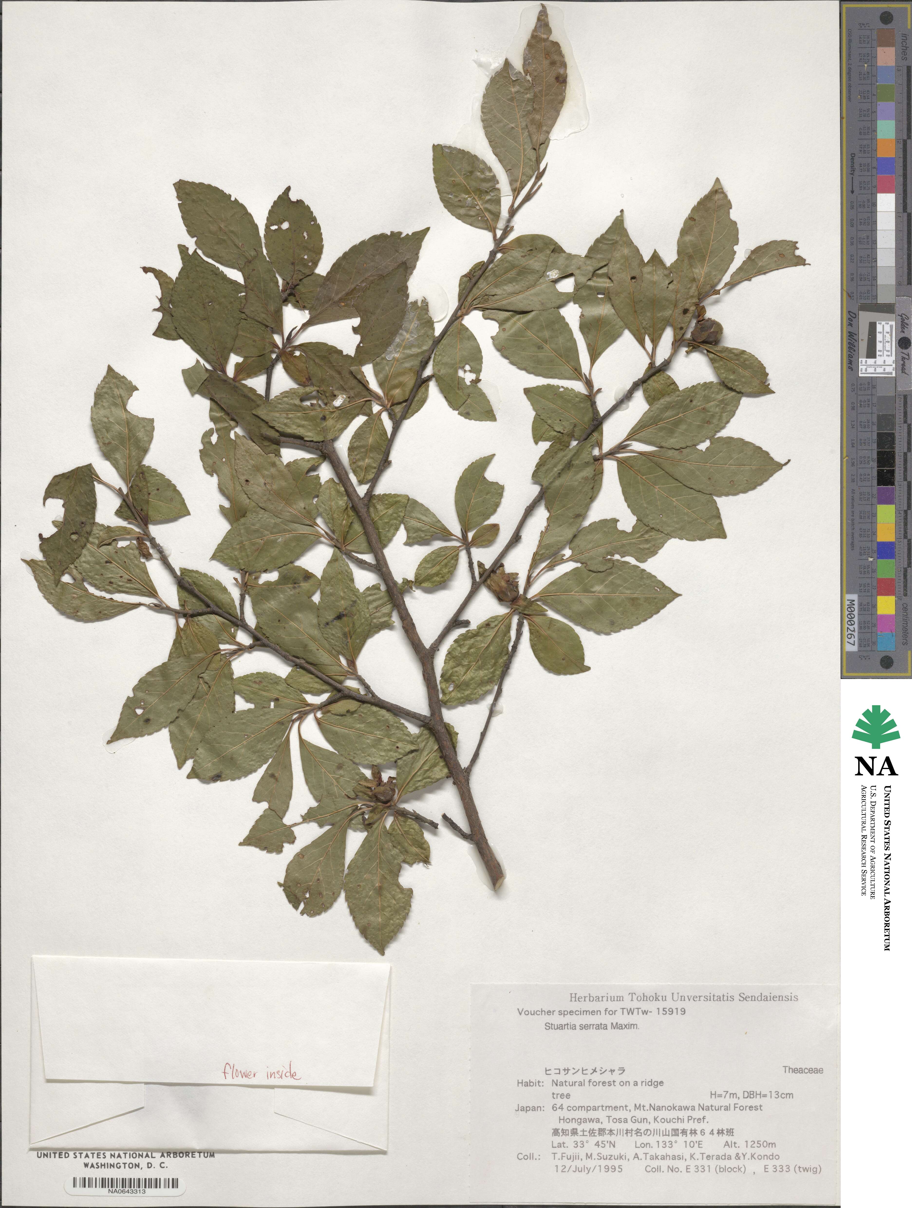 Stewartia serrata image