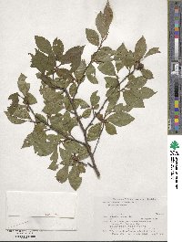 Stewartia serrata image