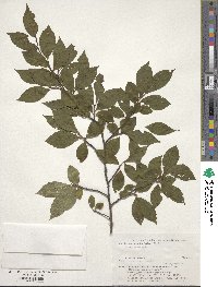 Stewartia serrata image