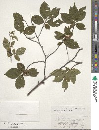 Stewartia serrata image