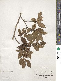 Stewartia serrata image