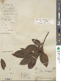 Stewartia sinensis image