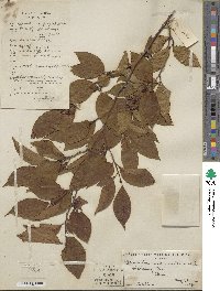 Stewartia sinensis image