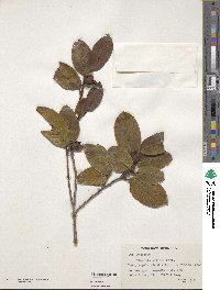 Image of Stewartia villosa