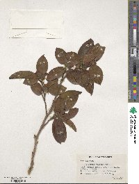 Stewartia villosa image