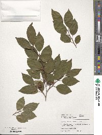 Stewartia sinensis image