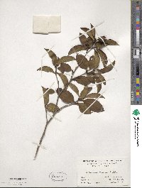 Stewartia pseudocamellia image