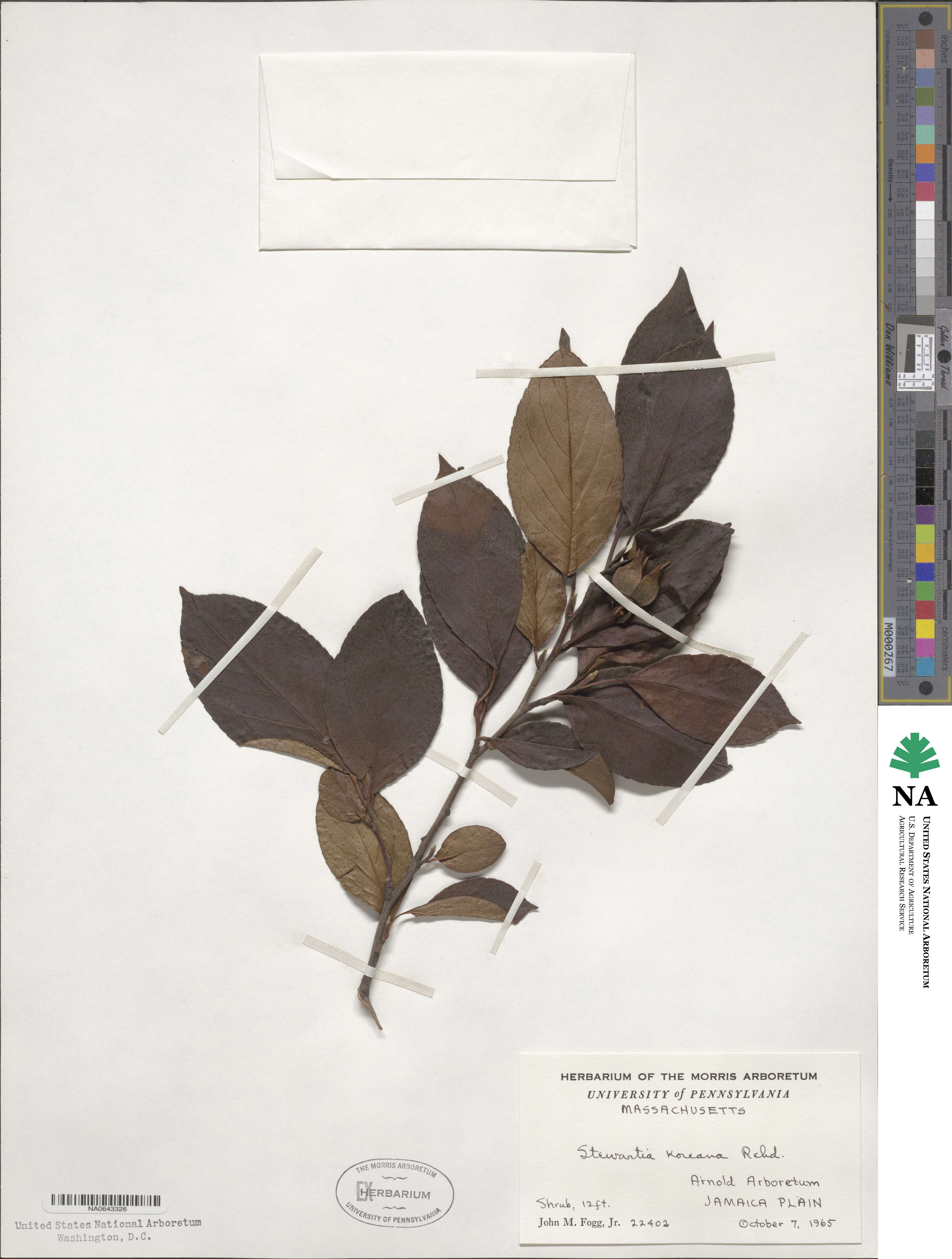 Stewartia pseudocamellia image