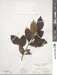 Stewartia pseudocamellia image