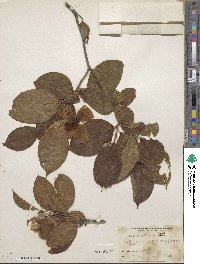 Stewartia pseudocamellia image