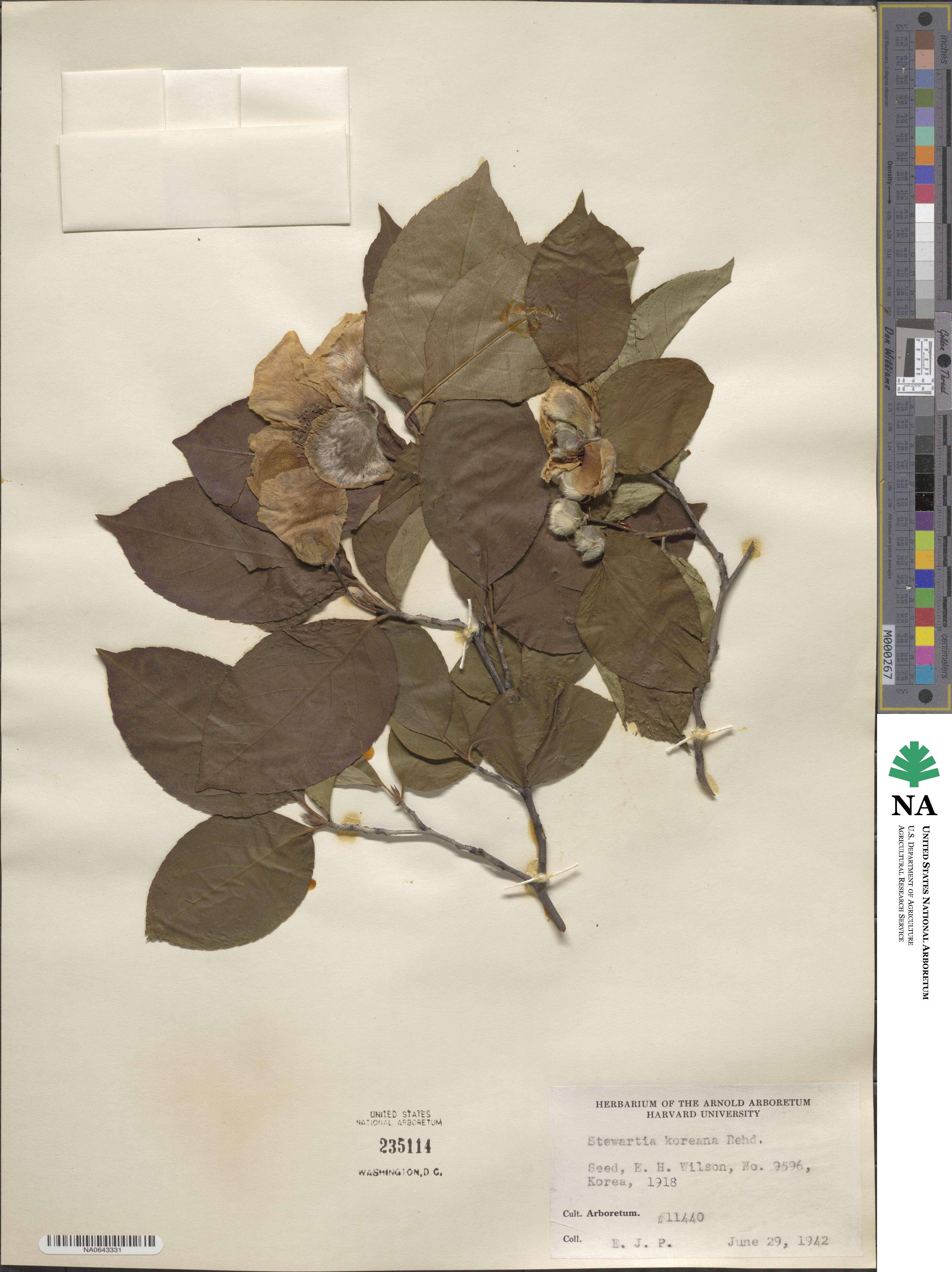 Stewartia pseudocamellia image