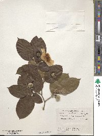 Stewartia pseudocamellia image