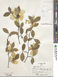 Stewartia malacodendron image