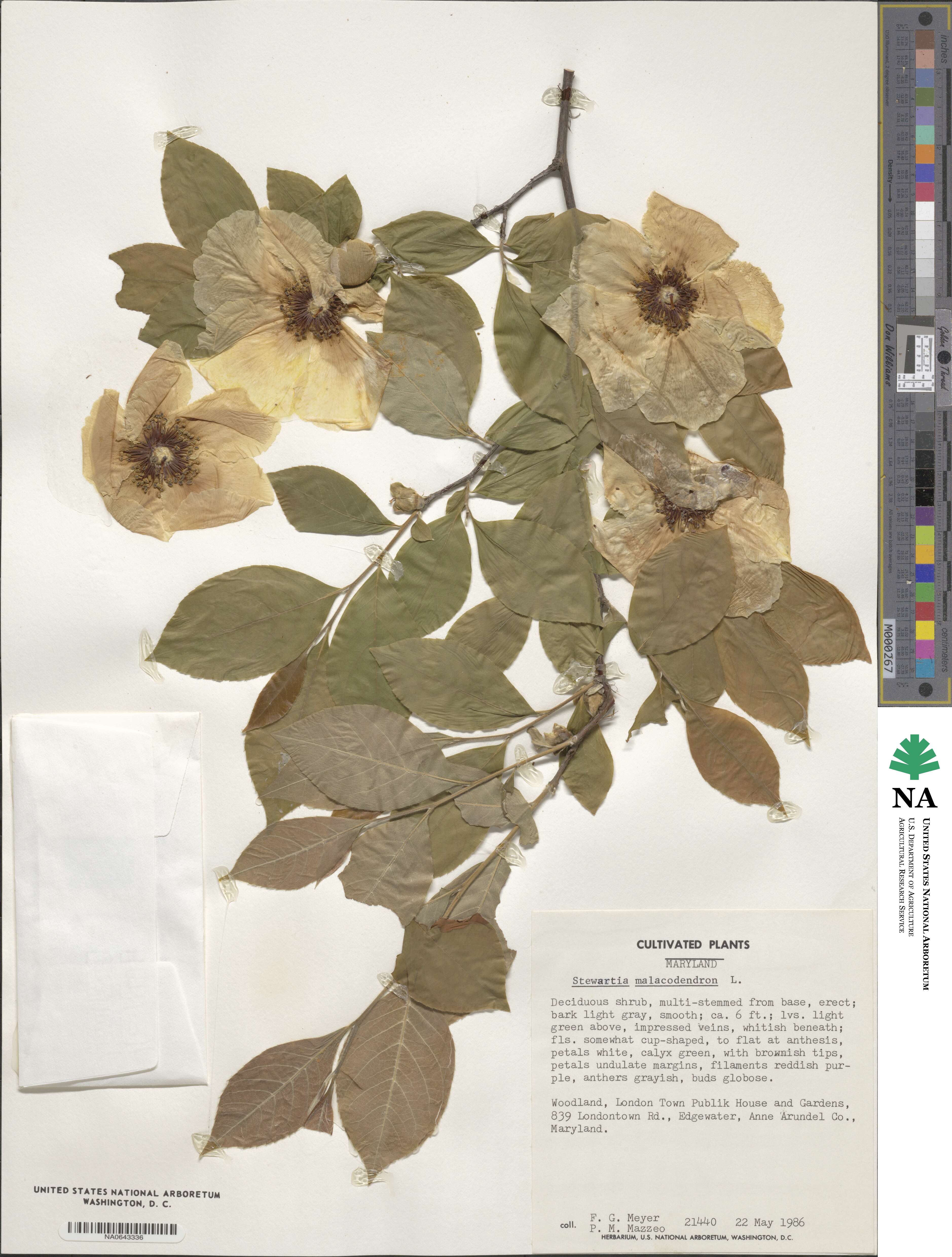 Stewartia malacodendron image