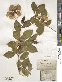 Stewartia malacodendron image