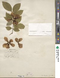 Stewartia malacodendron image