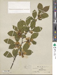 Stewartia malacodendron image