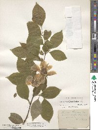 Stewartia malacodendron image