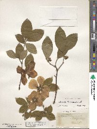 Stewartia malacodendron image