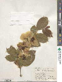 Stewartia malacodendron image