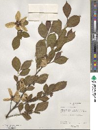 Stewartia malacodendron image