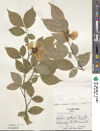 Stewartia malacodendron image